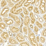 Immunohistochemistry - Anti-NKCC1 Antibody (A80631) - Antibodies.com