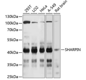Western Blot - Anti-SHARPIN Antibody (A80634) - Antibodies.com