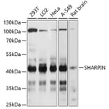 Western Blot - Anti-SHARPIN Antibody (A80634) - Antibodies.com