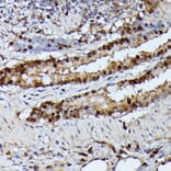 Immunohistochemistry - Anti-GADD45A Antibody (A80636) - Antibodies.com