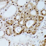 Immunohistochemistry - Anti-GADD45A Antibody (A80636) - Antibodies.com