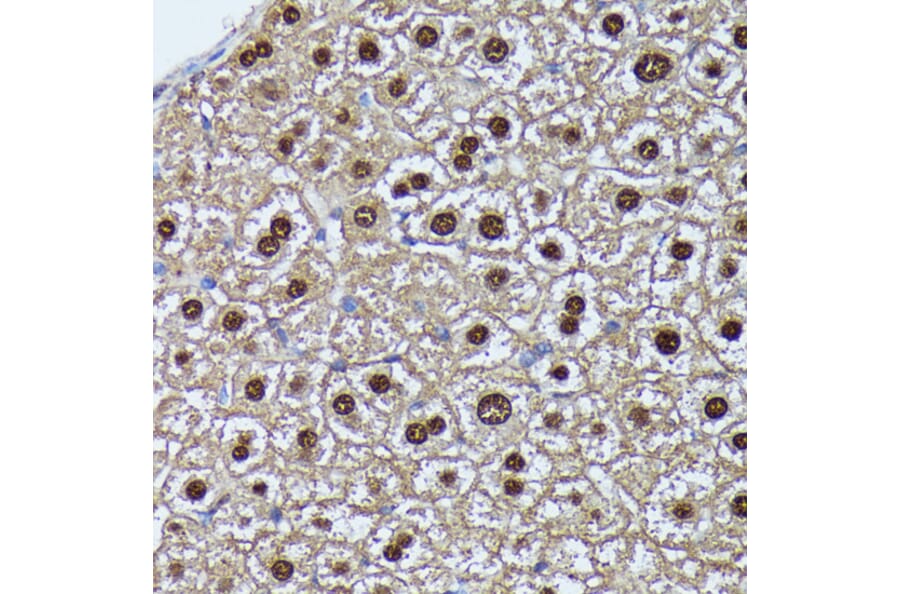 Immunohistochemistry - Anti-GADD45A Antibody (A80636) - Antibodies.com