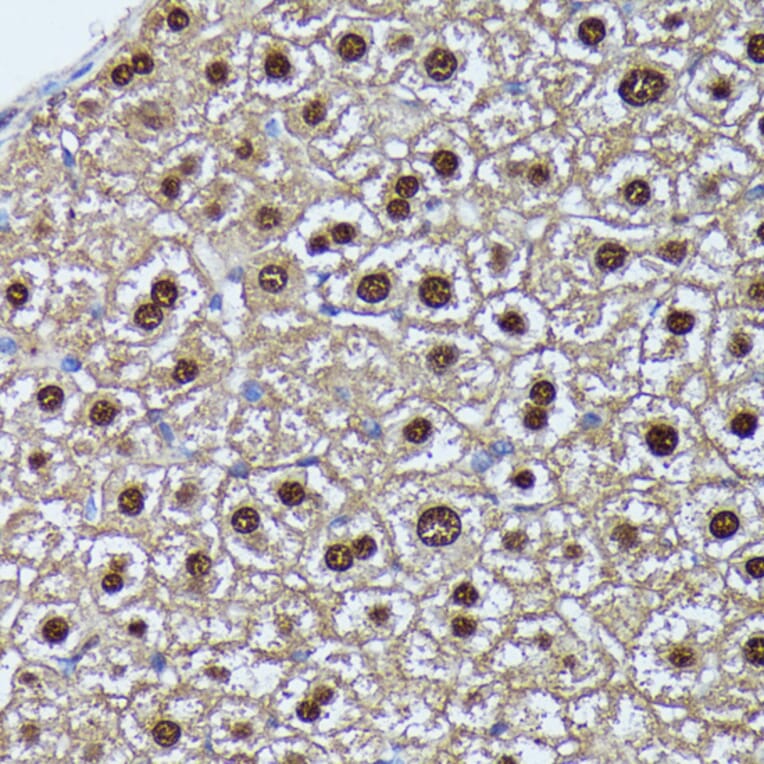 Immunohistochemistry - Anti-GADD45A Antibody (A80636) - Antibodies.com