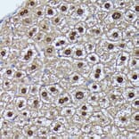 Immunohistochemistry - Anti-GADD45A Antibody (A80636) - Antibodies.com