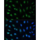 Immunofluorescence - Anti-GADD45A Antibody (A80636) - Antibodies.com