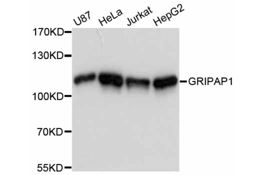 Western Blot - Anti-GRIPAP1 Antibody (A12044) - Antibodies.com
