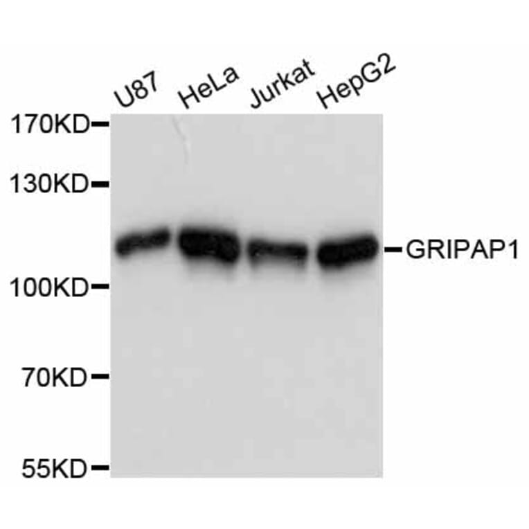 Western Blot - Anti-GRIPAP1 Antibody (A12044) - Antibodies.com