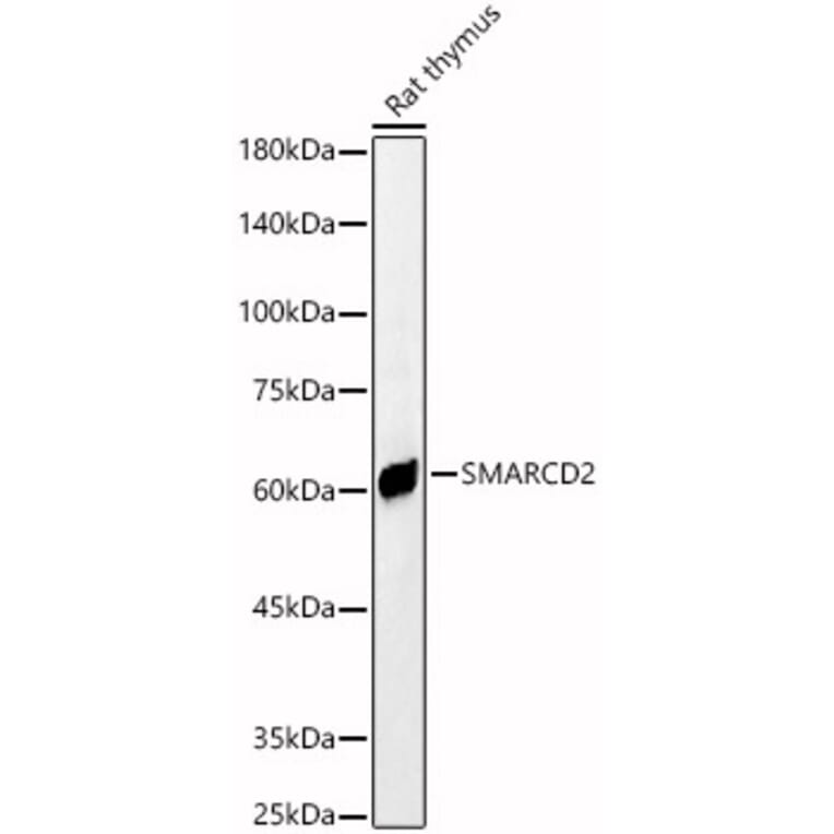 Western Blot - Anti-SMARCD2 Antibody (A80644) - Antibodies.com