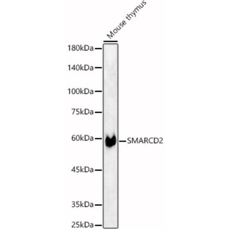Western Blot - Anti-SMARCD2 Antibody (A80644) - Antibodies.com