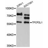 Western Blot - Anti-TFCP2L1 Antibody (A12140) - Antibodies.com