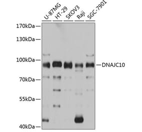 Western Blot - Anti-DNAJC10 Antibody (A80647) - Antibodies.com