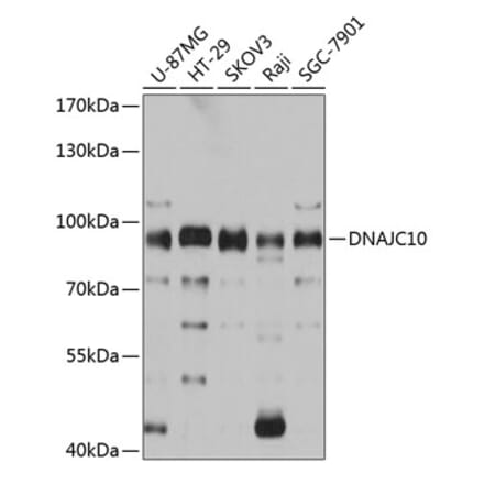 Western Blot - Anti-DNAJC10 Antibody (A80647) - Antibodies.com