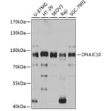 Western Blot - Anti-DNAJC10 Antibody (A80647) - Antibodies.com