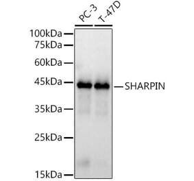 Western Blot - Anti-SHARPIN Antibody (A80649) - Antibodies.com