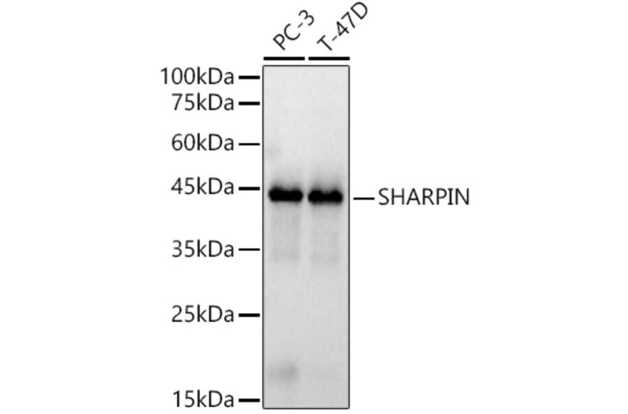 Western Blot - Anti-SHARPIN Antibody (A80649) - Antibodies.com
