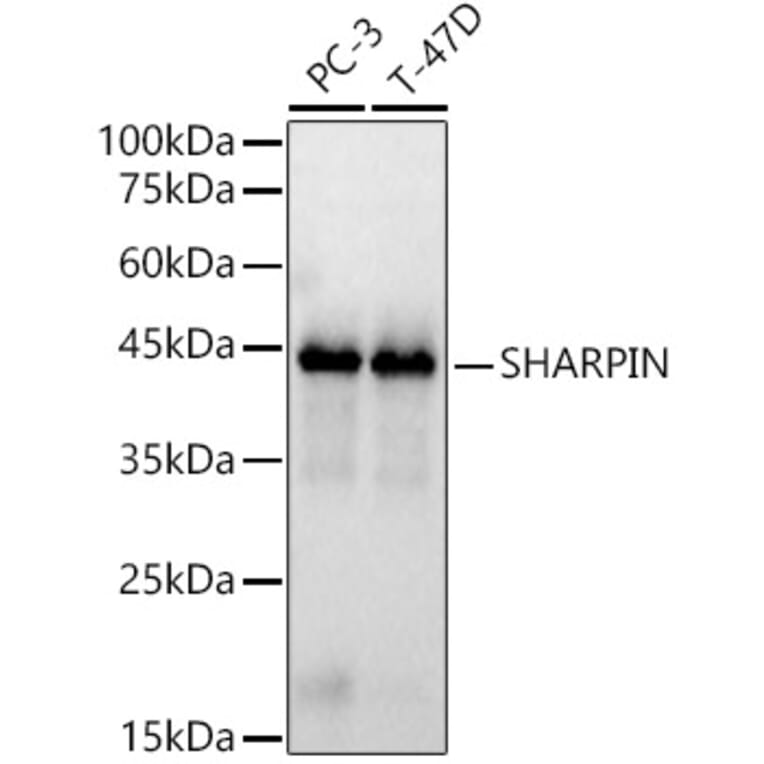 Western Blot - Anti-SHARPIN Antibody (A80649) - Antibodies.com