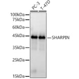 Western Blot - Anti-SHARPIN Antibody (A80649) - Antibodies.com