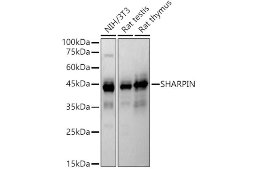 Western Blot - Anti-SHARPIN Antibody (A80649) - Antibodies.com