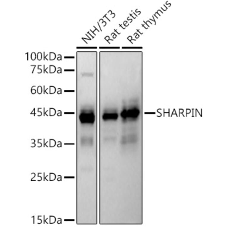 Western Blot - Anti-SHARPIN Antibody (A80649) - Antibodies.com