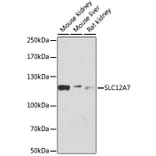 Western Blot - Anti-KCC4 Antibody (A80650) - Antibodies.com