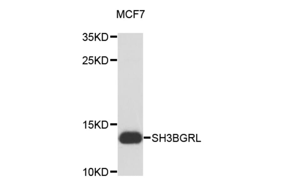 Western Blot - Anti-SH3BGRL Antibody (A12346) - Antibodies.com