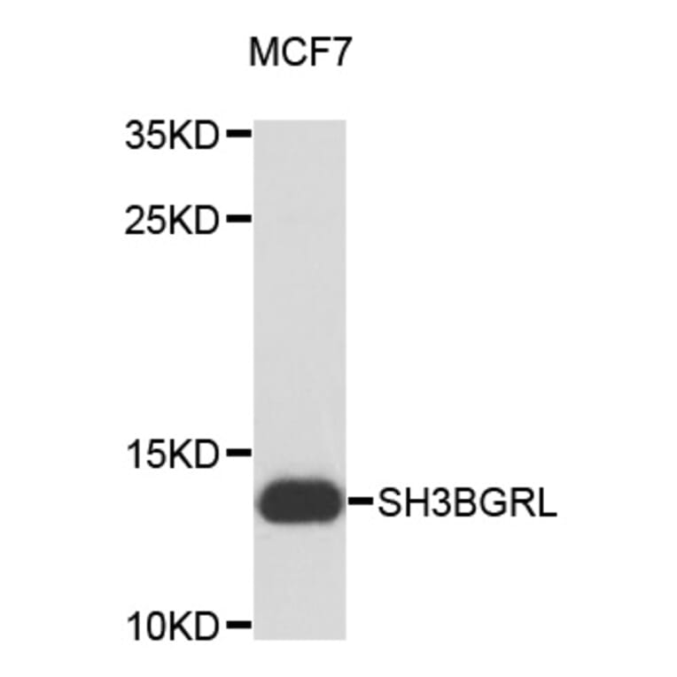 Western Blot - Anti-SH3BGRL Antibody (A12346) - Antibodies.com