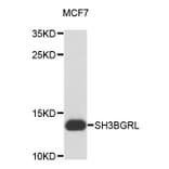 Western Blot - Anti-SH3BGRL Antibody (A12346) - Antibodies.com