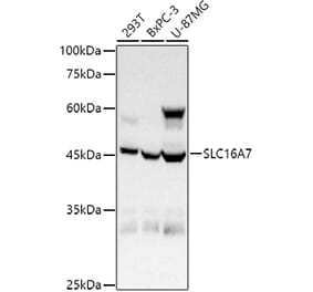 Western Blot - Anti-MCT2 Antibody (A80652) - Antibodies.com
