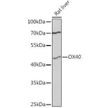 Western Blot - Anti-CD134/OX40L receptor Antibody (A80653) - Antibodies.com