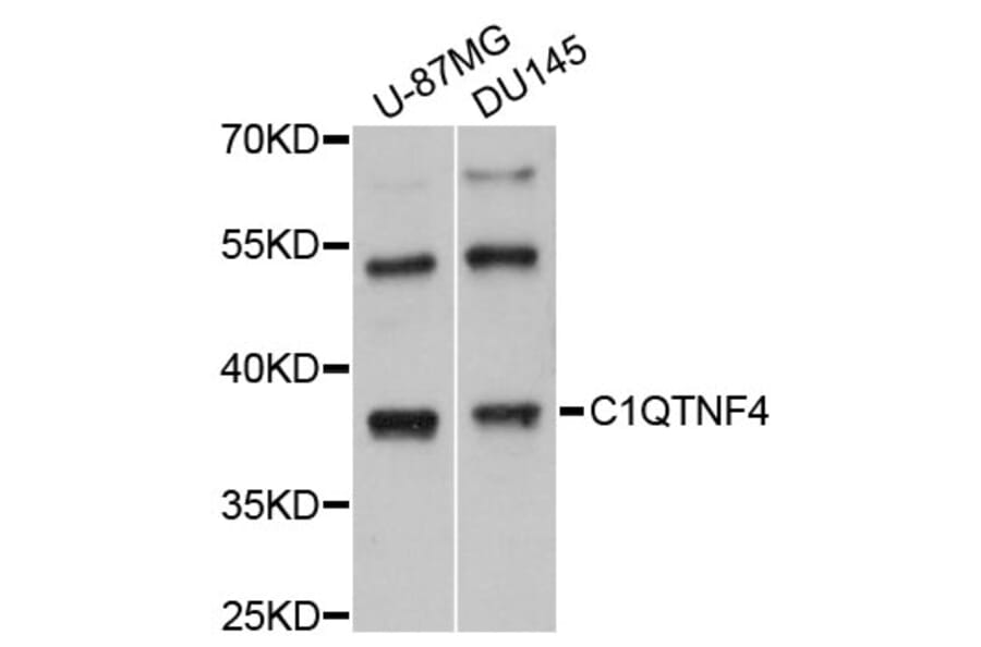 Western Blot - Anti-C1QTNF4 Antibody (A8954) - Antibodies.com
