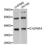 Western Blot - Anti-C1QTNF4 Antibody (A8954) - Antibodies.com