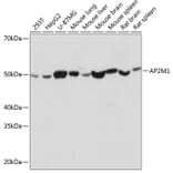 Western Blot - Anti-AP2M1 Antibody [ARC0522] (A80656) - Antibodies.com