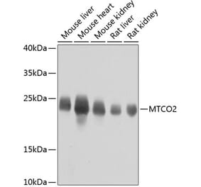 Western Blot - Anti-MTCO2 Antibody (A80659) - Antibodies.com