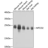 Western Blot - Anti-MTCO2 Antibody (A80659) - Antibodies.com