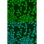 Immunofluorescence - Anti-MTCO2 Antibody (A80659) - Antibodies.com