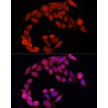 Immunofluorescence - Anti-NFE2L2 Antibody (A11159) - Antibodies.com