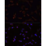 Immunofluorescence - Anti-NFE2L2 Antibody (A11159) - Antibodies.com