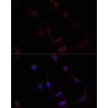 Immunofluorescence - Anti-NFE2L2 Antibody (A11159) - Antibodies.com
