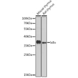Western Blot - Anti-IKB alpha Antibody (A80662) - Antibodies.com