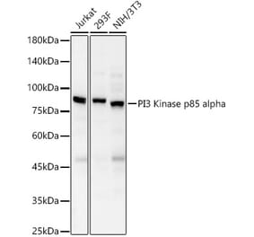 Western Blot - Anti-PI 3 Kinase p85 alpha Antibody (A80663) - Antibodies.com