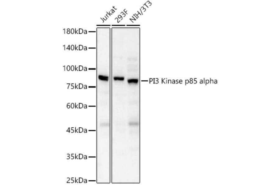 Western Blot - Anti-PI 3 Kinase p85 alpha Antibody (A80663) - Antibodies.com