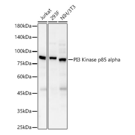 Western Blot - Anti-PI 3 Kinase p85 alpha Antibody (A80663) - Antibodies.com
