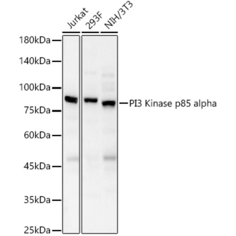 Western Blot - Anti-PI 3 Kinase p85 alpha Antibody (A80663) - Antibodies.com