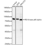 Western Blot - Anti-PI 3 Kinase p85 alpha Antibody (A80663) - Antibodies.com