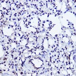 Immunohistochemistry - Anti-RNA polymerase II CTD repeat YSPTSPS Antibody (A80664) - Antibodies.com