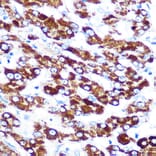 Immunohistochemistry - Anti-Antithrombin III/ATIII Antibody [ARC0559] (A80667) - Antibodies.com