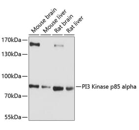Western Blot - Anti-PI 3 Kinase p85 alpha Antibody (A80672) - Antibodies.com