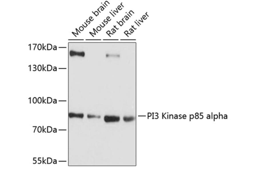 Western Blot - Anti-PI 3 Kinase p85 alpha Antibody (A80672) - Antibodies.com