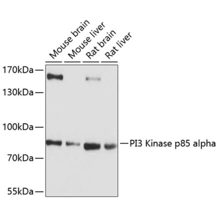 Western Blot - Anti-PI 3 Kinase p85 alpha Antibody (A80672) - Antibodies.com