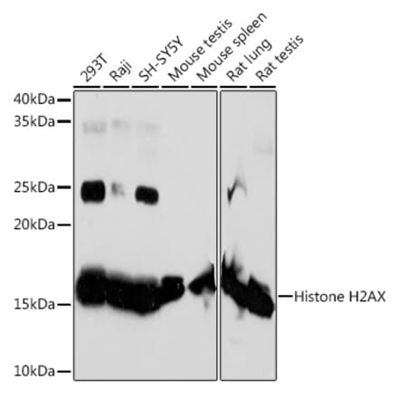Western Blot - Anti-Histone H2A.X Antibody [ARC0590] (A80673) - Antibodies.com